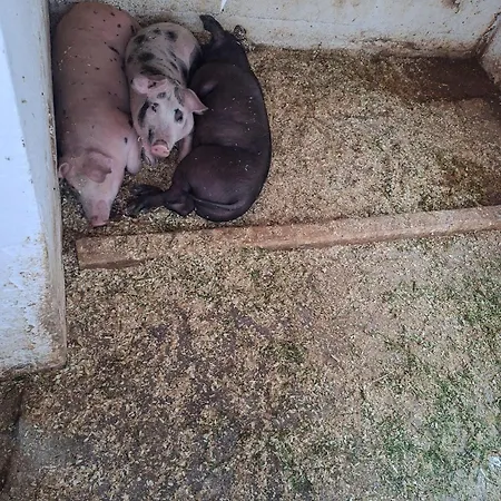 Oberangerhof Kaltenbach